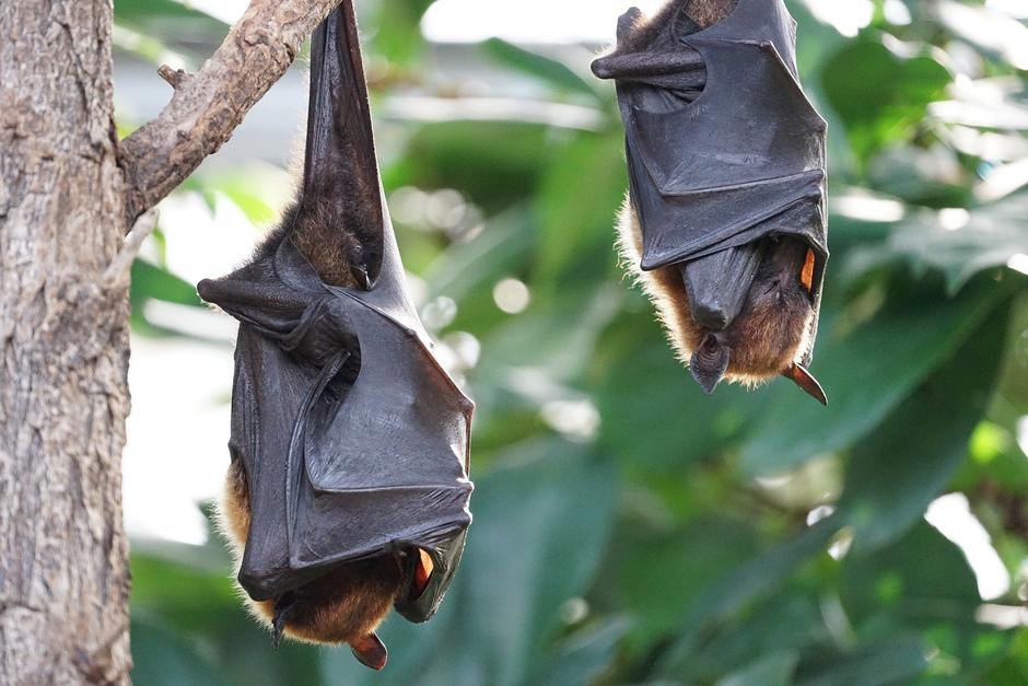 Los investigadores llevan a cabo estudios con varios grupos de murciélagos. (Foto: Pixabay)