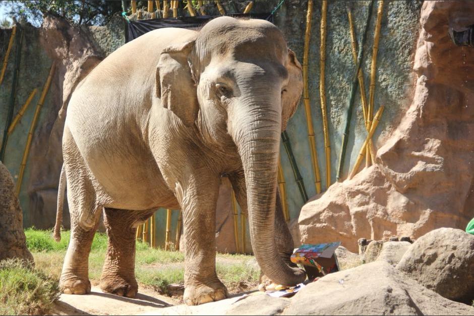 La elefanta vive en el Zoo La Aurora desde hace 13 años. (Foto: archivo/Soy502)