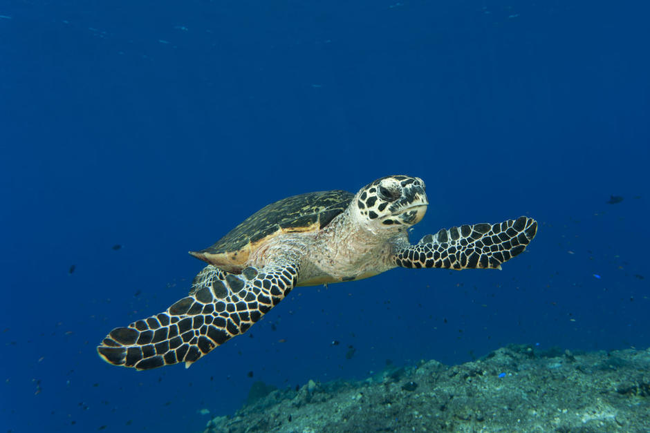 La tortuga carey se encuentra en peligro de extinción, por lo que es importante su conservación. (Foto: WWF Colombia)