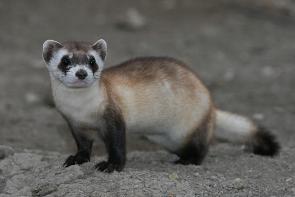 Una hurona, cuya especie está a punto de desaparecer fue clonada. (Foto ilustrativa: La Información)