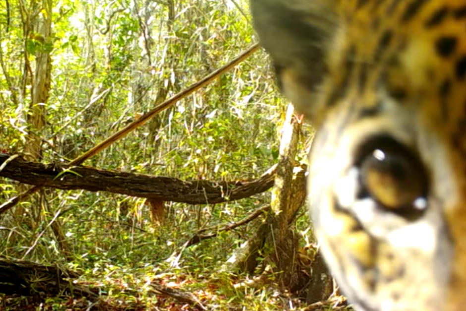La mirada de un jaguar quedó plasmada en video. (Foto: Captura de pantalla)