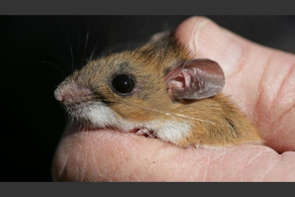 La enfermeda de hantavirus es transmitida por los roedores. (Foto: Free Press)