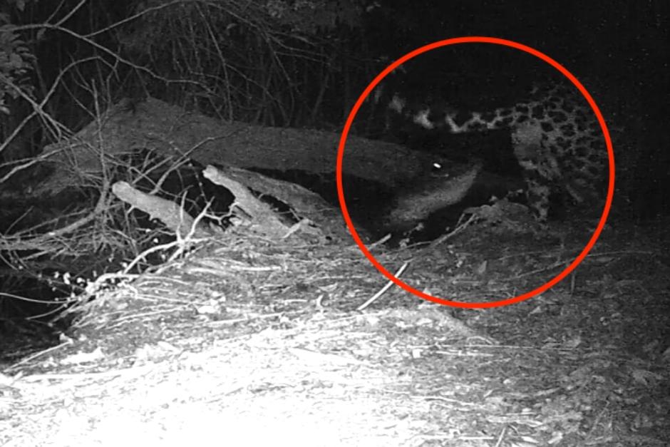 El cocodrilo ganó su territorio e hizo que el jaguar se alejara de la ribera del río. (Foto: captura de pantalla)&nbsp;