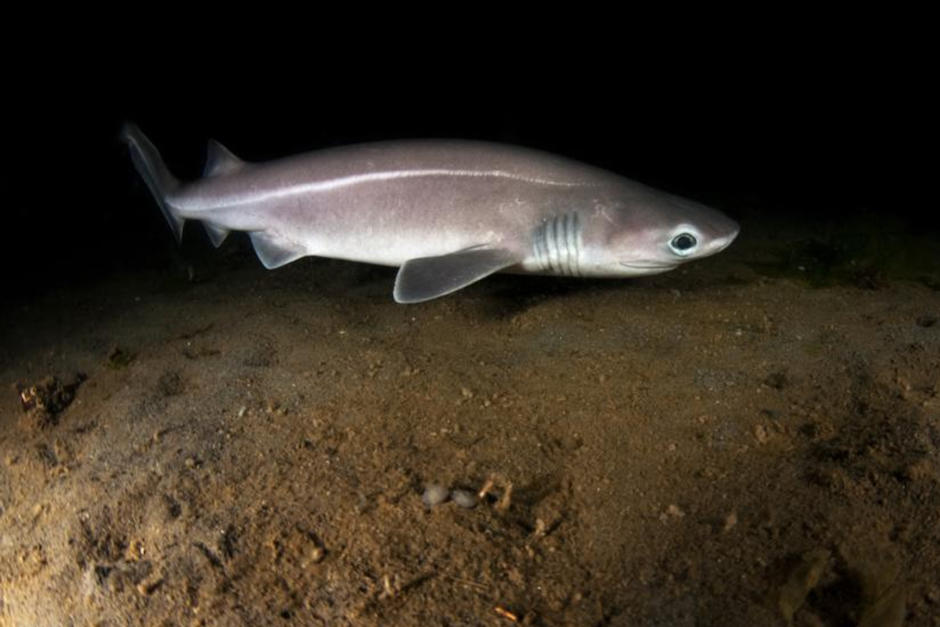 Una nueva especie de tiburón fue encontrada en aguas guatemaltecas. (Foto: Fundación Mundo Azul)