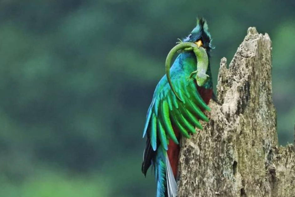 Esta es la dieta que consumen los quetzales. (Foto: birding_atitlan_expeditions)