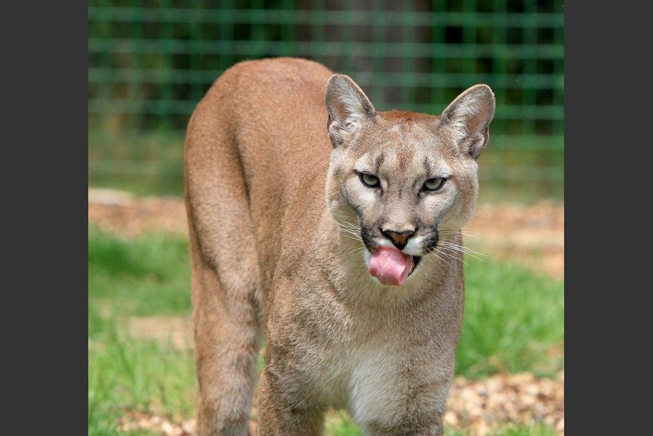 cougar walks through the streets of San Francisco in the USA