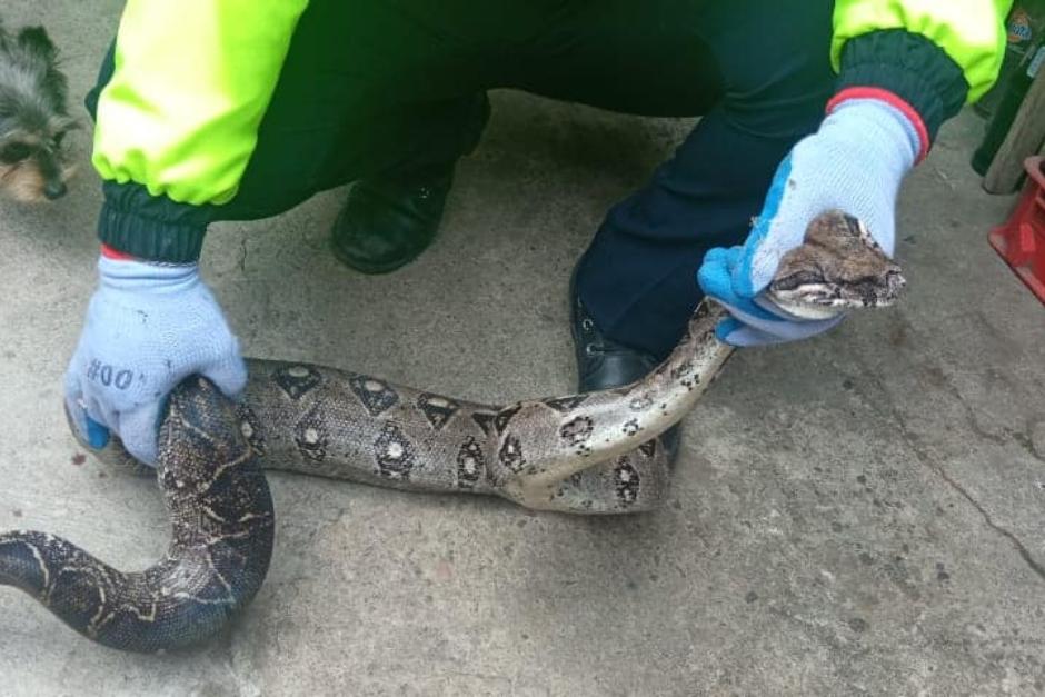 Un policía forestal de Mixco rescató a la serpiente. (Foto: Facebook Policía Municipal Forestal de Mixco)&nbsp;