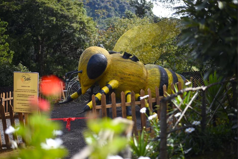 La primera abeja gigante que resguardará el apiario de Bee. (Foto: Wilder López/Soy502)