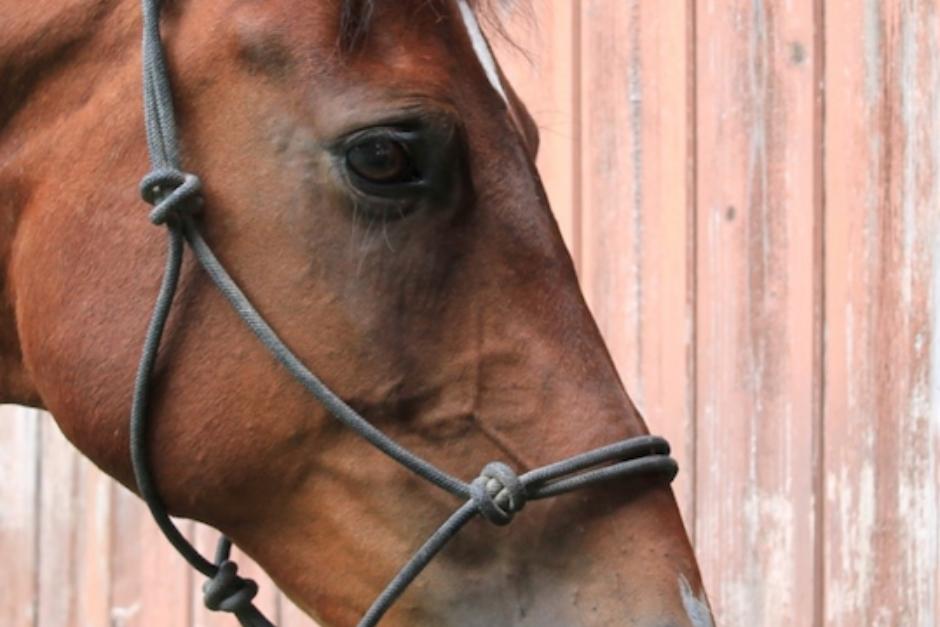 Un caballo pudo ser captado cuando era maltratado por sus cuidadores. (Foto ilustrativa pxhere.com)