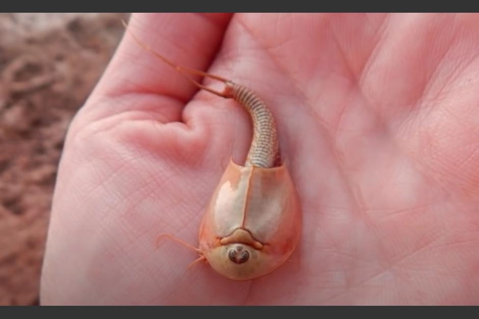 Los "camarones dinosaurio" son considerados fósiles vivientes que datan de hace más de 350 millones de años. (Foto: Captura de pantalla live science)