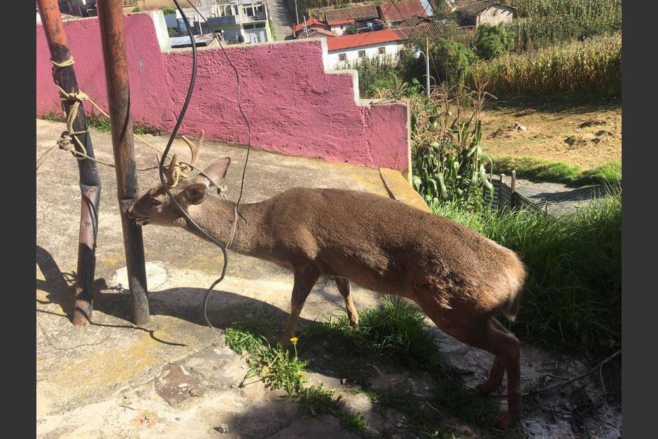 Un venado fue localizado en la cabecera departamental de Totonicapán. (Foto: Rudy Visión)