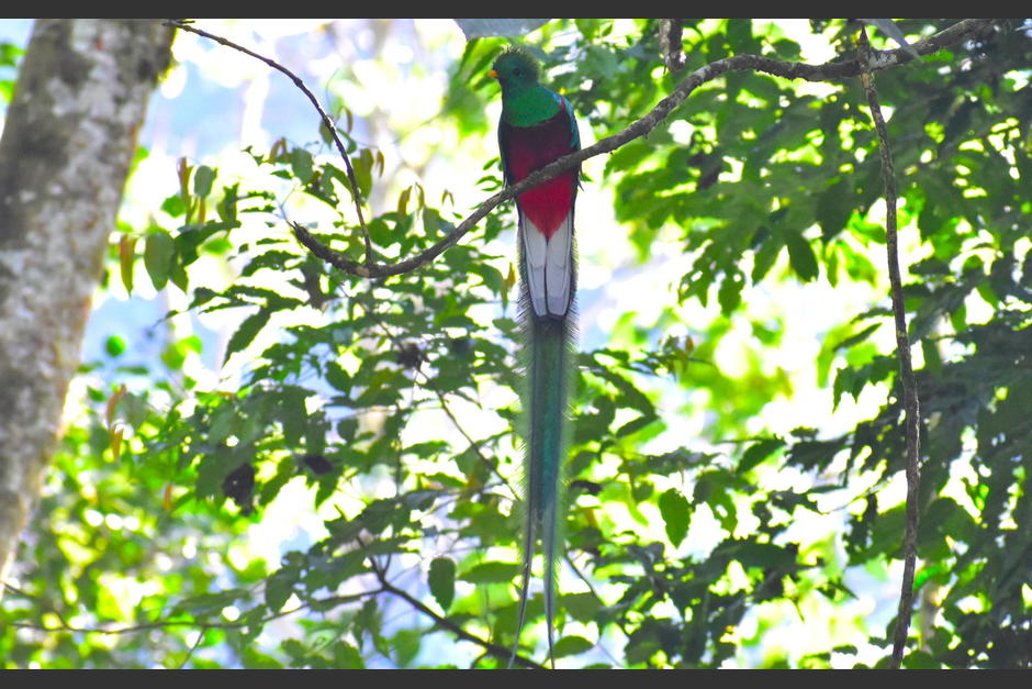 El quetzal es el ave nacional de Guatemala y tiene una participación destacada en la película Koati. (Foto: Fredy Hernández/Soy502)