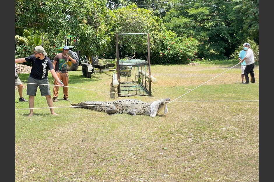 Un cocodrilo de más de tres metros fue localizado en una finca en Río Dulce, Izabal. (Foto: Ejército de Guatemala)