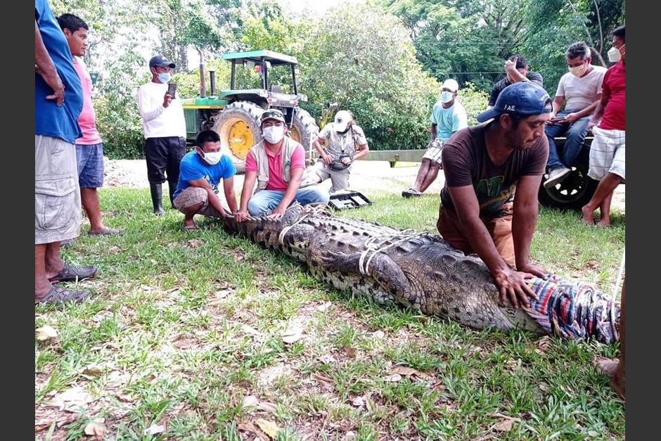 Un cocodrilo de más de tres metros fue liberado después de ser encontrado en Río Dulce. (Foto: Conap)