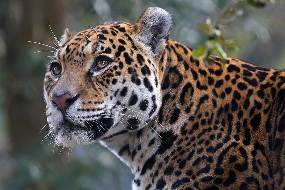 Un majestuoso jaguar fue captado por una cámara trampa en la selva de Petén. (Foto ilustrativa: Shutterstock)