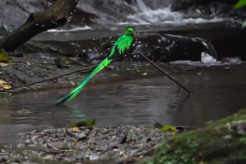 El Quetzal fue captado dándose un chapuzón. (Foto: captura del video de Andrés Novales )&nbsp;