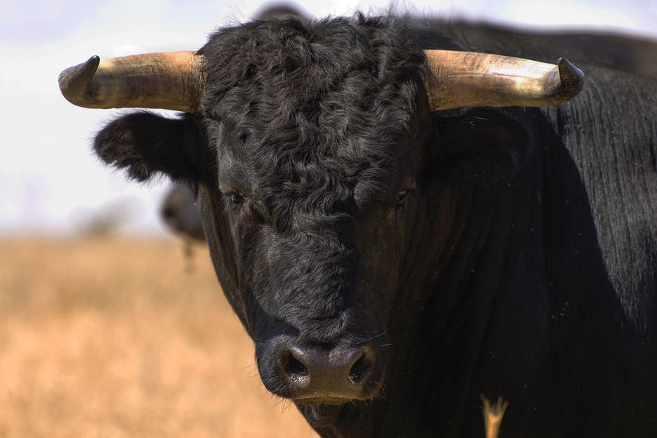 Un toro de grandes proporciones irrumpió en un velorio y embistió a varias personas, quienes resultaron lesionadas. (Foto: Shutterstock)