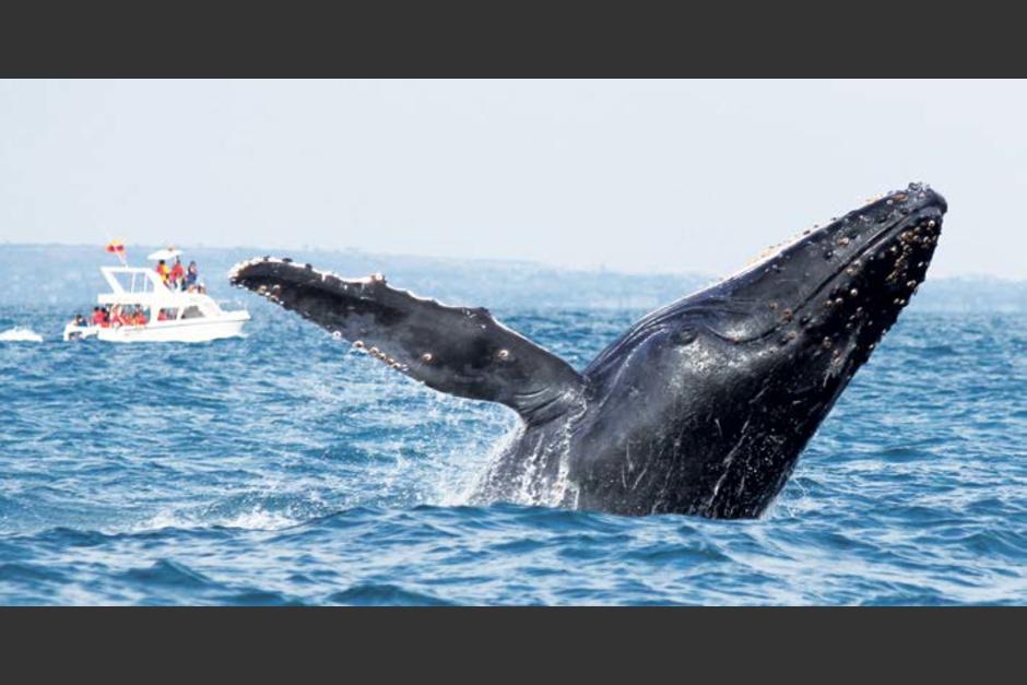 Un bote de turistas impactó contra una ballena en México. (Foto ilustrativa: Researchgate)&nbsp;
