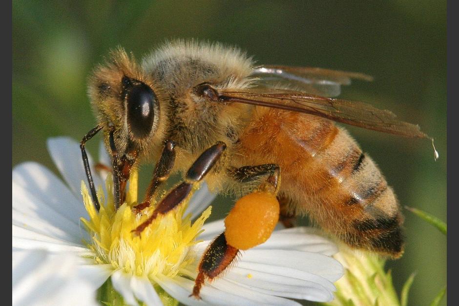 El curso busca proteger y aprovechar los beneficios de este tipo de abejas. (Foto: Radio Más)