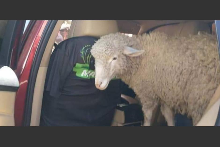 Los pobladores colaboraron con la PNC para recuperar la oveja. (Foto: PNC)&nbsp;