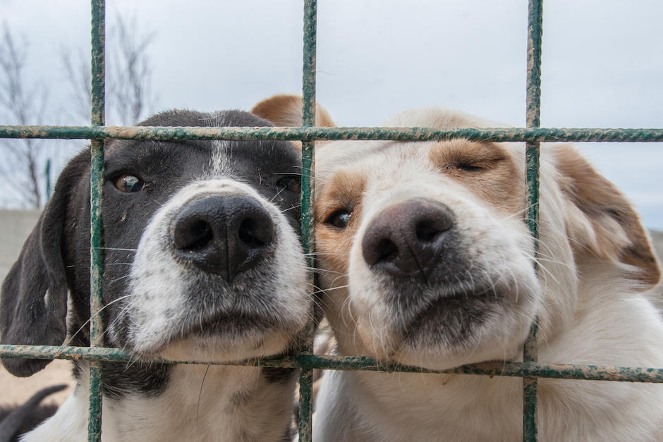 35 perros adultos y 9 cachorros fueron rescatados de un refugio. (Foto: Shutterstock)&nbsp;