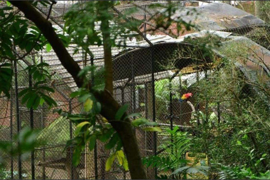 Nayib Bukele decidió cerrar el Parque Zoológico Nacional luego de 69 años de funcionamiento. (Foto: ElSalvador.com)