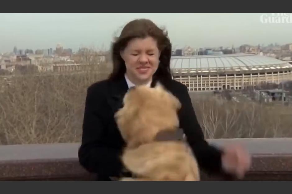Un perrito arrebató el micrófono a una reportera en pleno programa en directo. (Foto: captura video)