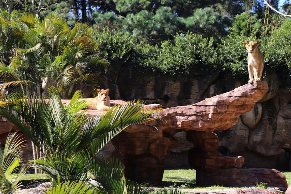 Así es el nuevo recinto de los leones. (Foto: Zoo La Aurora)