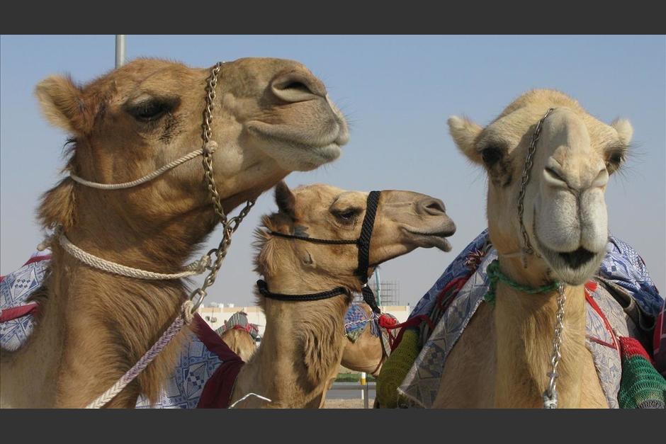 Gripe del Camello se propaga por Qatar.&nbsp; &nbsp;(Foto: ElPeriódicoEspaña)&nbsp;