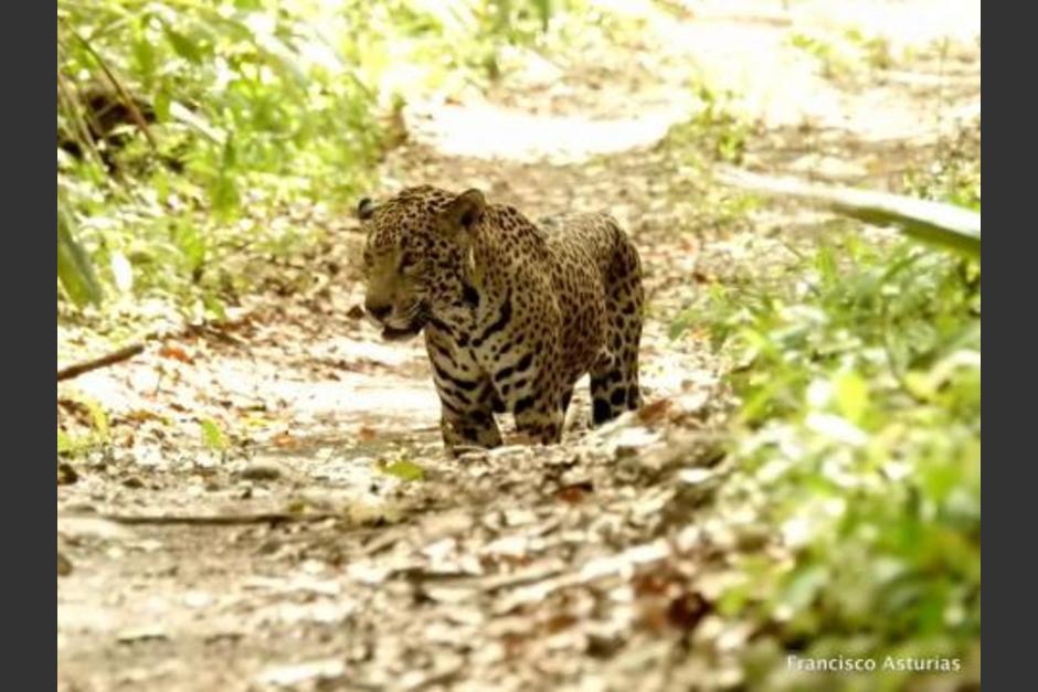 un video capta el apareamiento de jaguares. (Foto: archivo/Soy502)