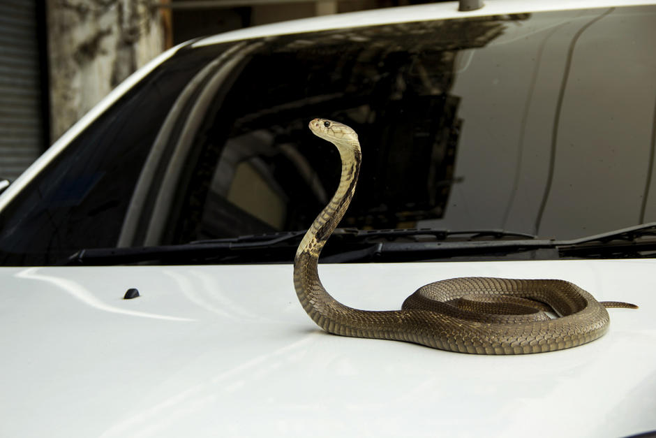 Elementos de socorro extrajeron el reptil que se encontraba escondido dentro del vehículo. (Foto: Shutterstock)