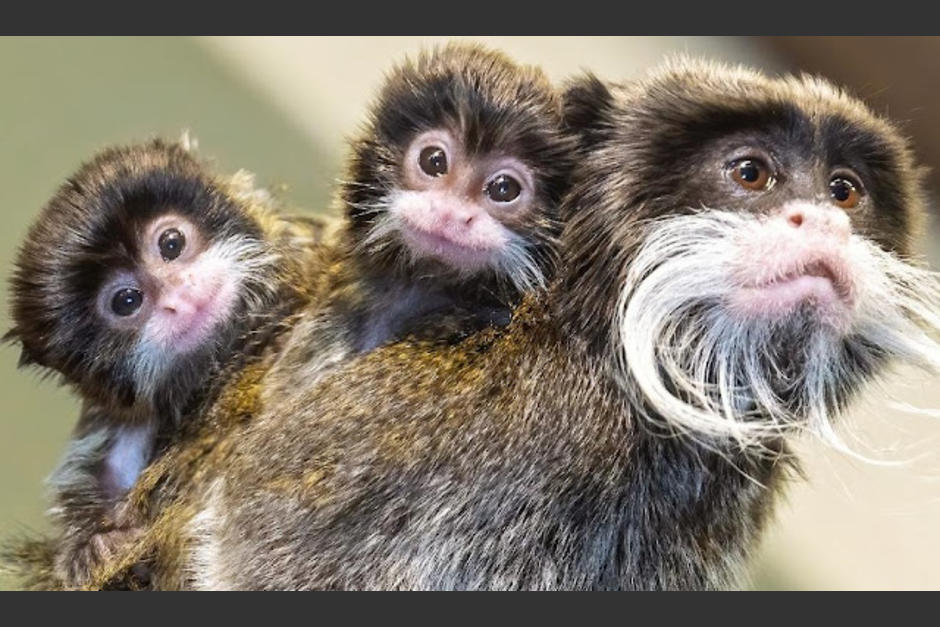 Los monos tití emperador se caracterizan por tener un bigote muy largo blanco. (Foto: Gatitos y Perritos)