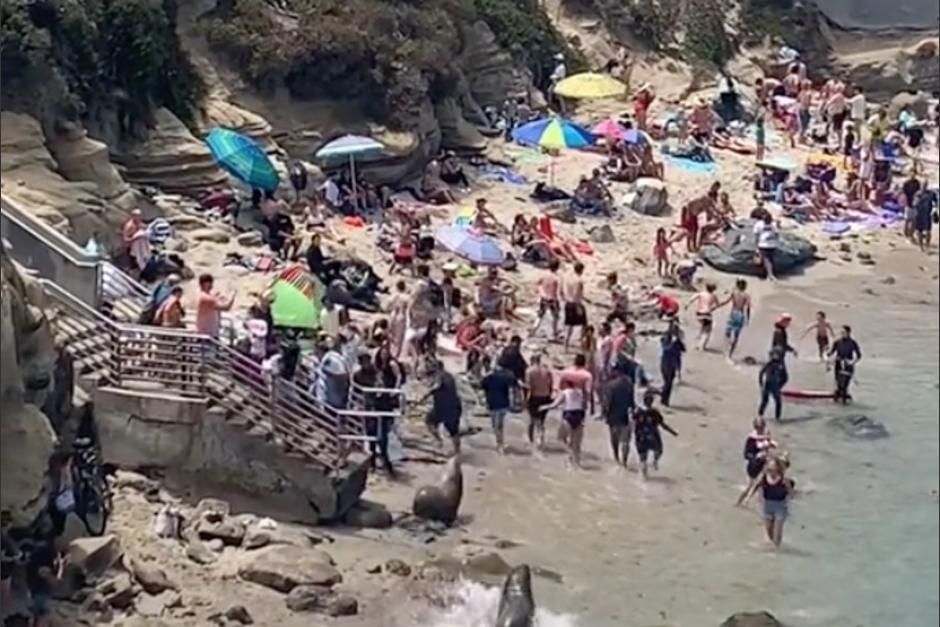 Dos leones marinos desalojaron una playa en California tras perseguir a decenas de bañistas. (Foto: captura de pantalla)