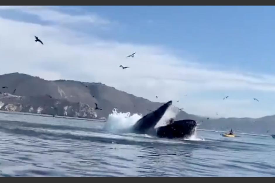 Una ballena en California se "tragó" a dos mujeres para luego expulsarlas. (Foto: Reporte Índigo)