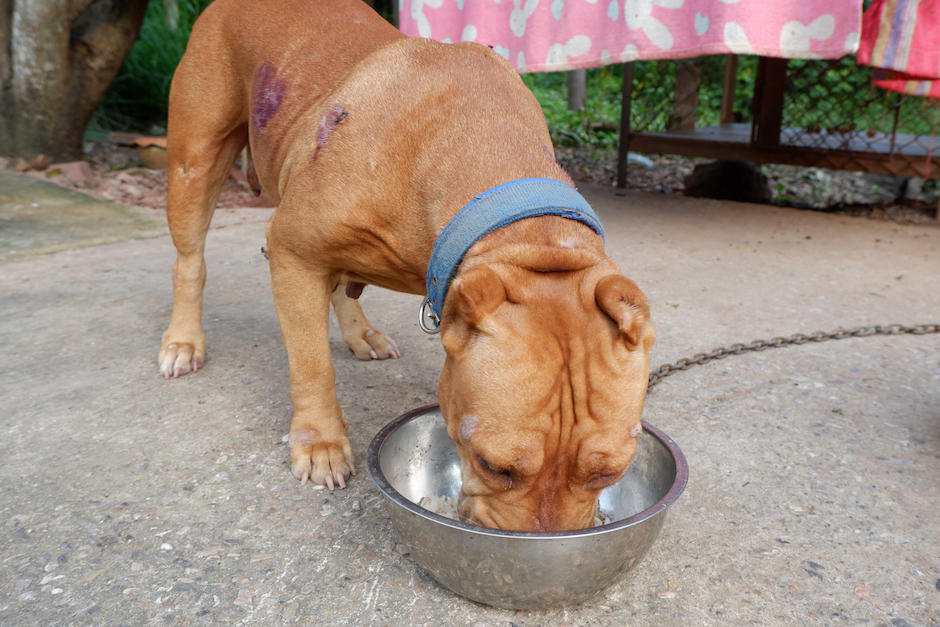 El Inacif confirmó las heridas que le causaron la muerte a una mujer de la tercera edad que fue atacada por dos perros pitbull en la zona 7. (Foto ilustrativa: Archivo/Soy502)