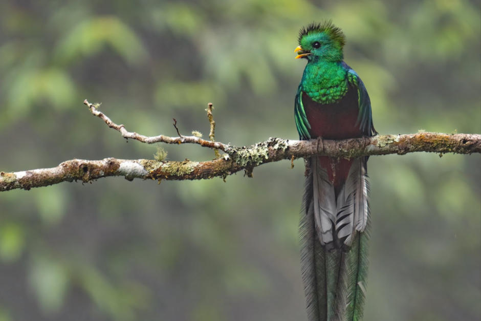 El biólogo y fotógrafo guatemalteco captó el preciso instante en el que los quetzales llevaban alimento al nido.&nbsp; (Foto: Andrés Novales)