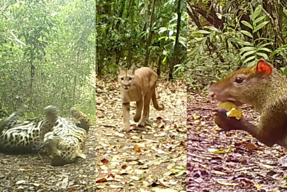 Video mostró la convivencia de los animales en la biosfera maya. (Fotos: Cámaras trampa)
