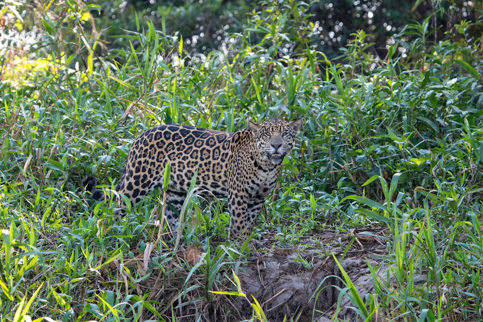 Jaguar fue captado en una finca ganadera en Petén cazando un chivo. (Foto: Shutterstock)
