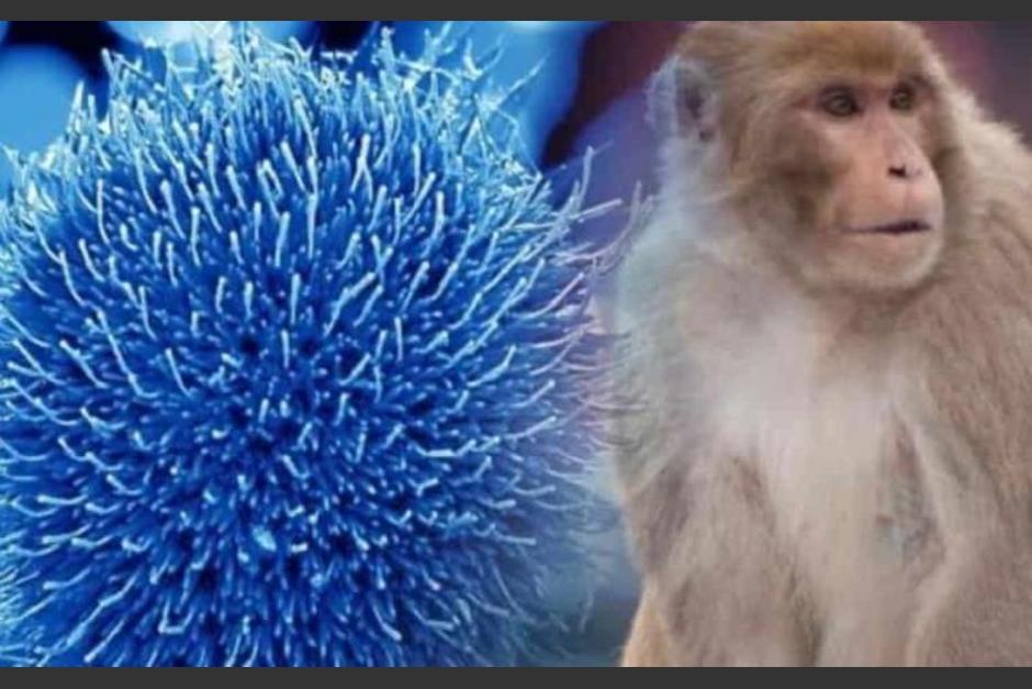 Una rara enfermedad llamada Viruela del mono ha sido detectada en varios pacientes en países de Europa. (Foto: diariopresente.mx)