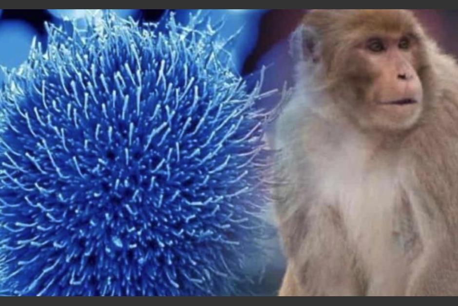 En Italia y Suecia ya se confirmaron primeros casos de viruela del mono. (Foto: diariopresente.mx)