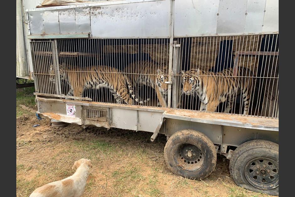 En una de las fotografías se logra observar a tres tigres en una jaula, los cuales eran parte de un circo en Mixco. (Foto: Municipalidad de Mixco)