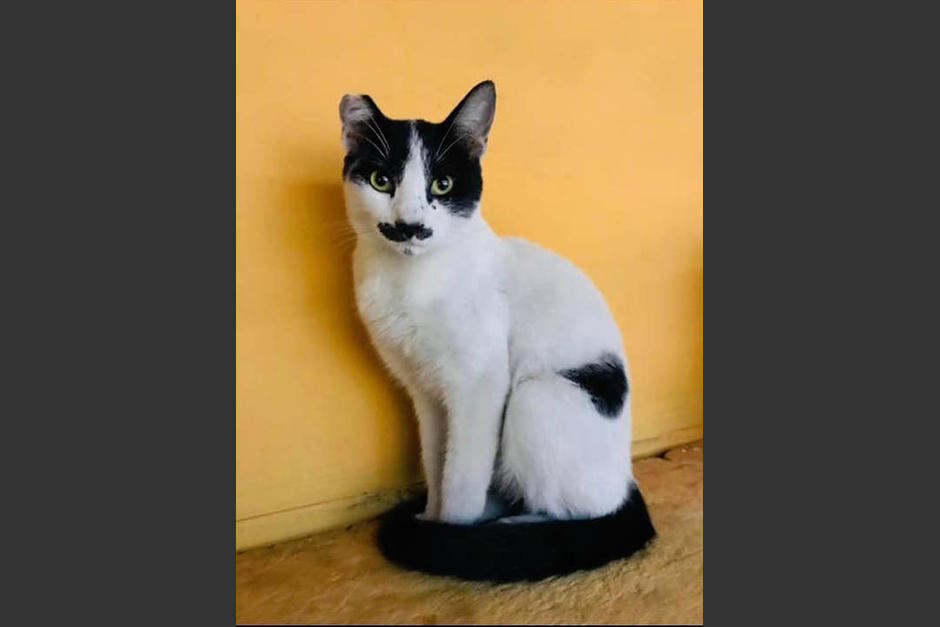 Buscan a un gatito llamado "Hitler" que escapó de una veterinaria en Villa Nueva, momentos antes de ser castrado. (Foto: redes sociales)