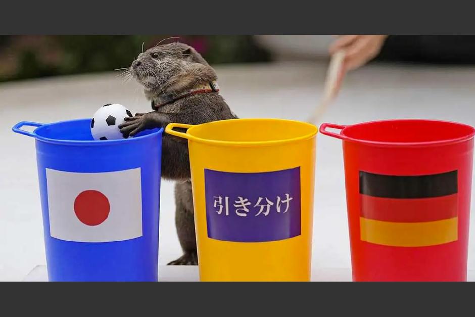 Taiyo es una nutria que predice resultados del Mundial. (Foto: Redes Sociales)