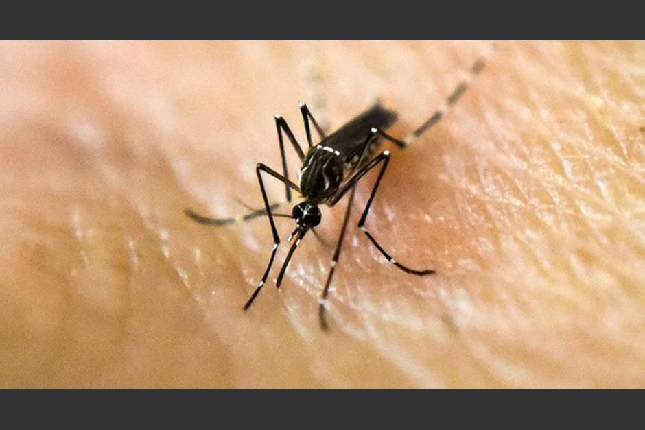 Un estudio revela por qué algunas personas son más propensas al piquete de los zancudos y mosquitos. (Foto: AFP)