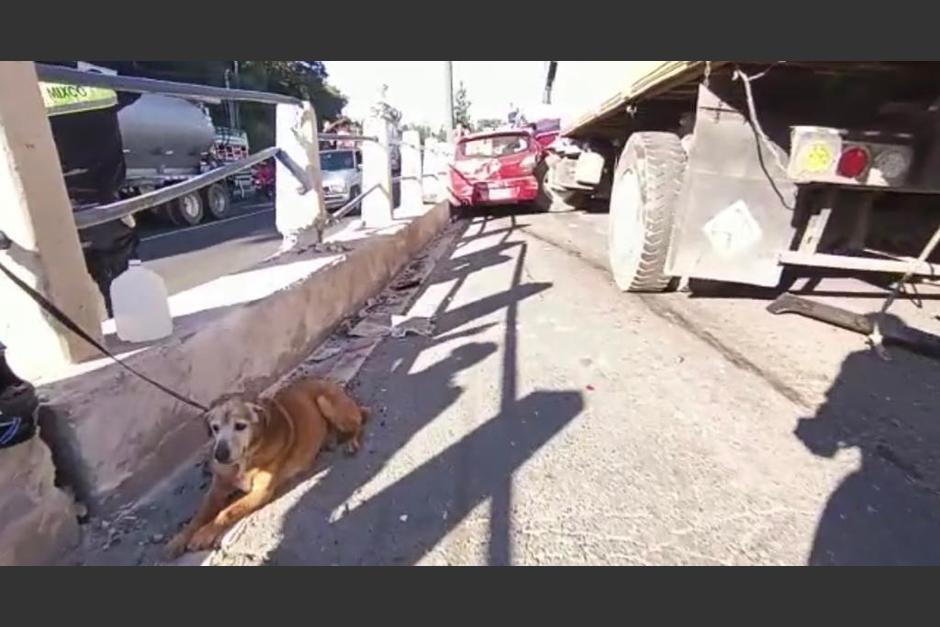 Un pequeño perro fue rescatado por Bomberos Voluntarios después de quedar entre los vehículos accidentados en la ruta Interamericana. (Foto: Bomberos Voluntarios)