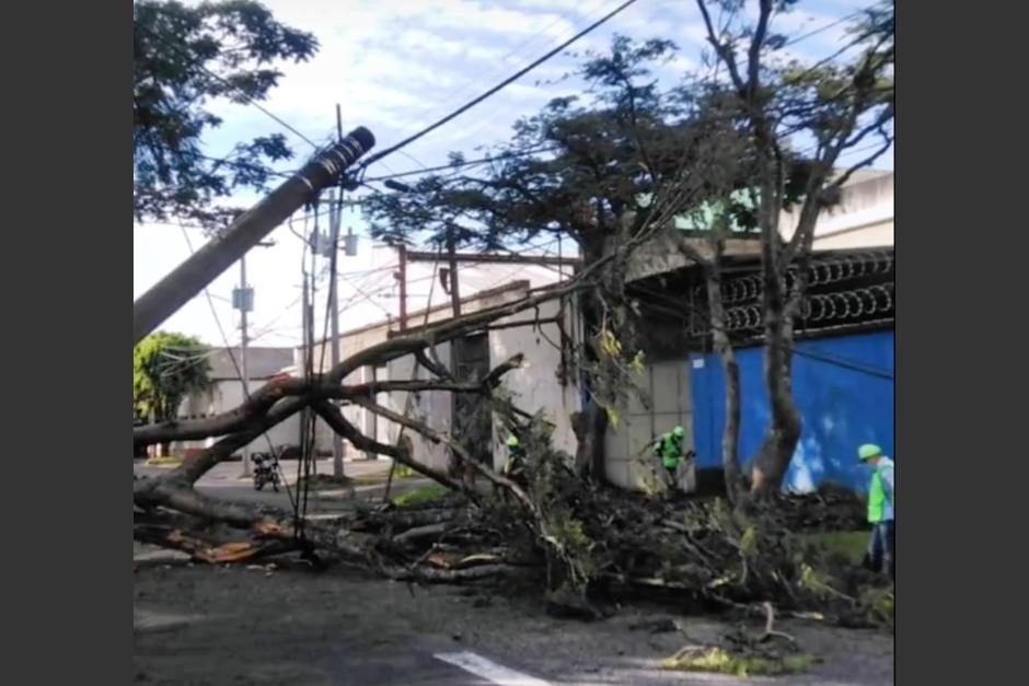 La caída de un árbol de grandes proporciones provoca complicaciones de tránsito en el sector y de energía eléctrica. (Foto: Amílcar Montejo)