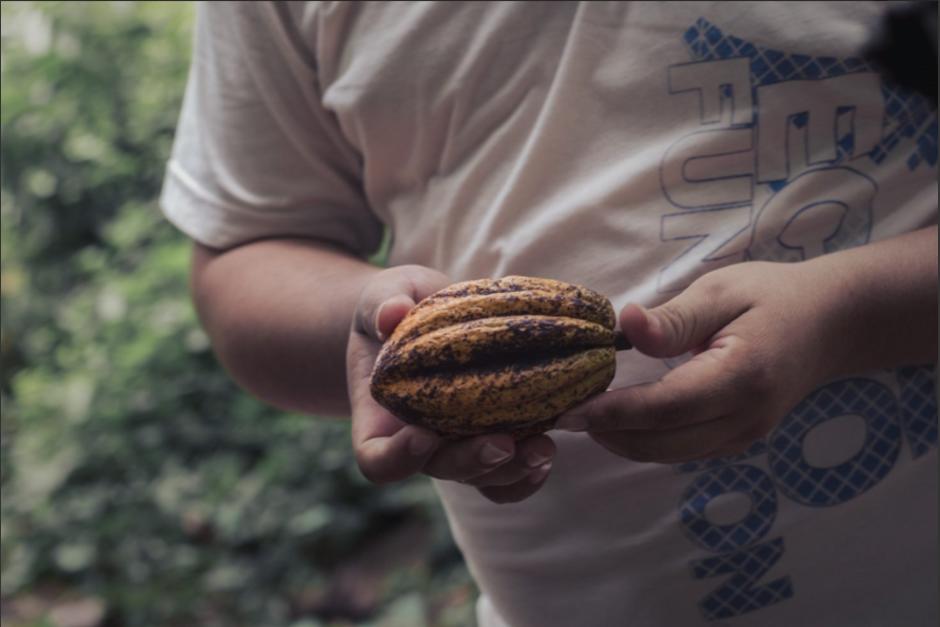 La forma de producir el cacao guatemalteco desde su cultivo hasta su producto final fue reconocido en Francia. (Foto: Cacao Embassy)