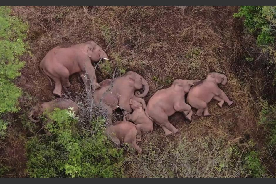 Un grupo de 15 elefantes retornó a su hogar, tras un largo recorrido que duró más de un año. (Foto: AFP)