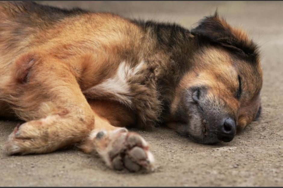 El hombre responsable de envenenar perros en Xela ha sido sancionado. (Foto: Archivo/Soy502)