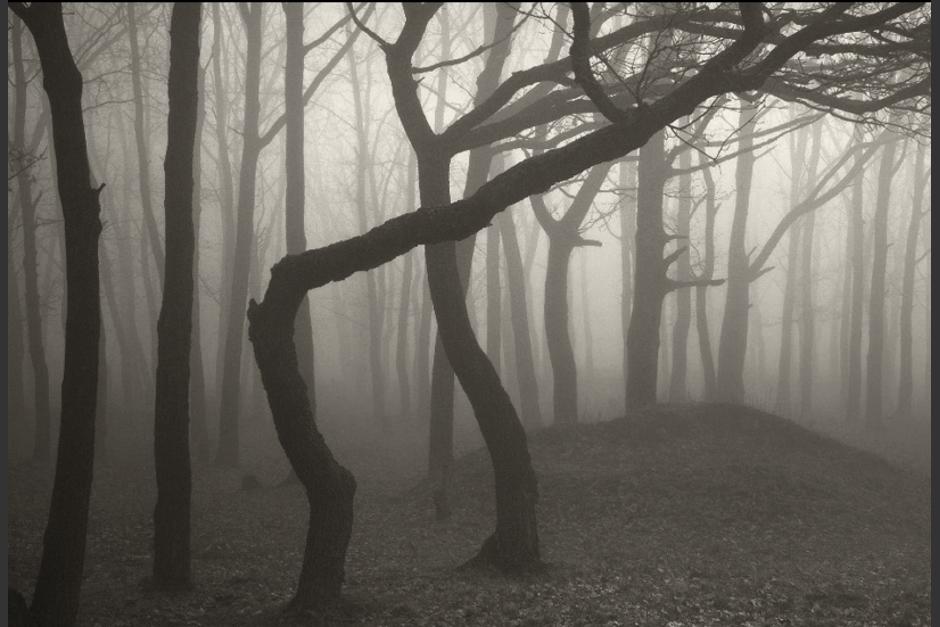 Hoia Baciu es un bosque conocido como&nbsp;"el más embrujado del mundo". (Foto: Clarín)